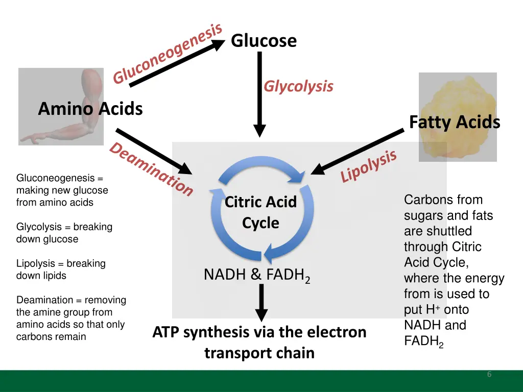 glucose