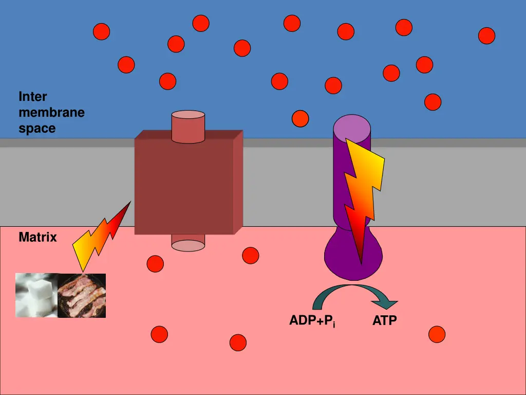 inter membrane space 1