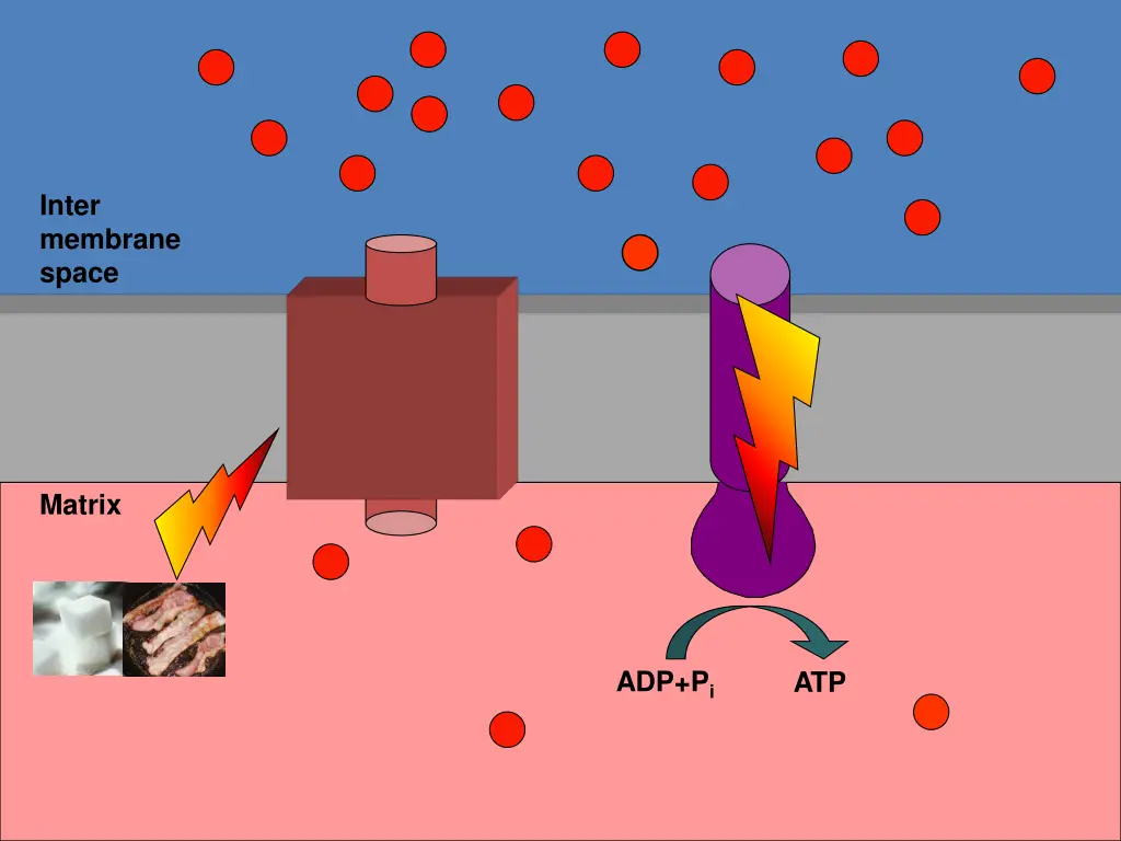 inter membrane space
