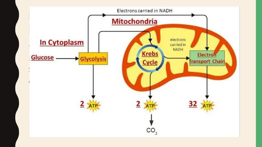 eukaryotic cells convert chemical energy into