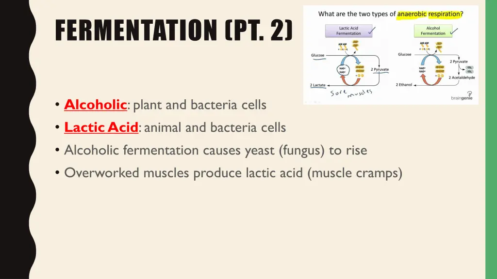 fermentation pt 2