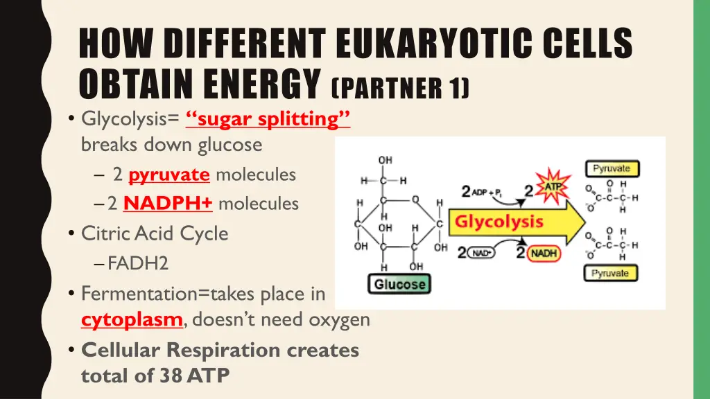 how different eukaryotic cells obtain energy 1