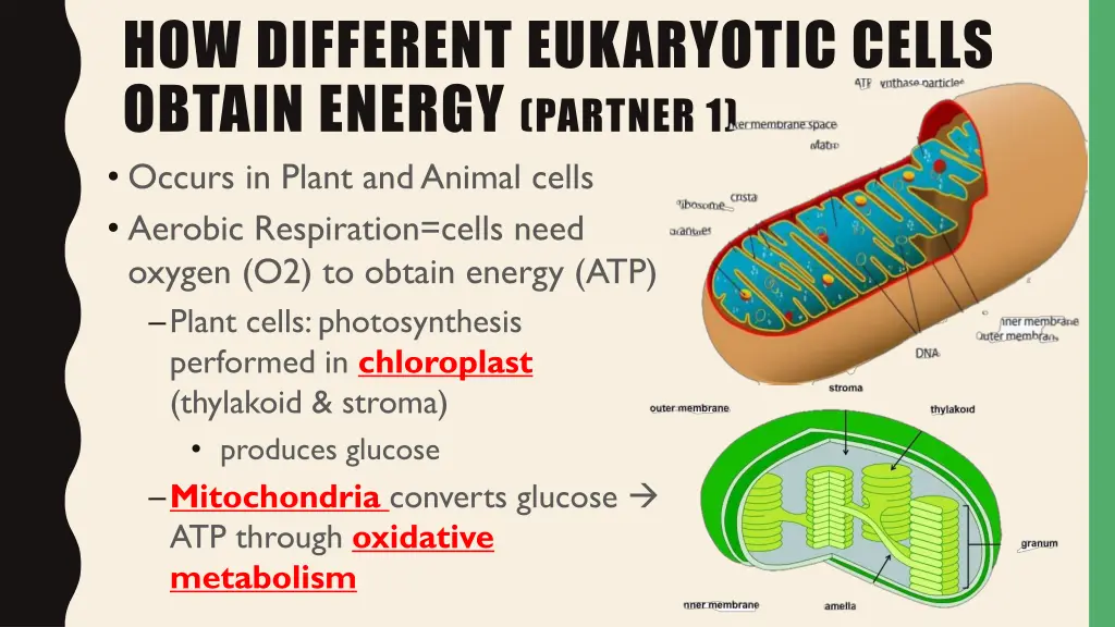 how different eukaryotic cells obtain energy