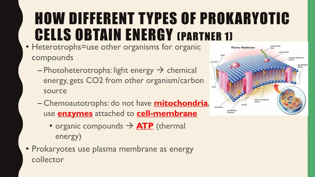 how different types of prokaryotic cells obtain 1
