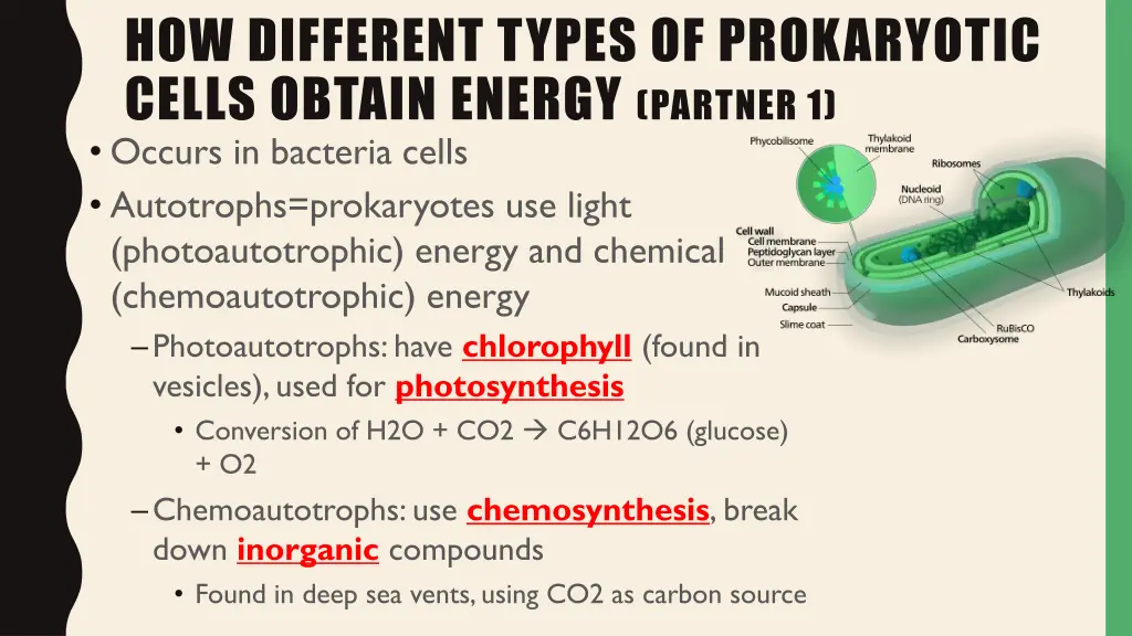 how different types of prokaryotic cells obtain