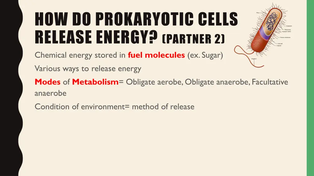 how do prokaryotic cells release energy partner