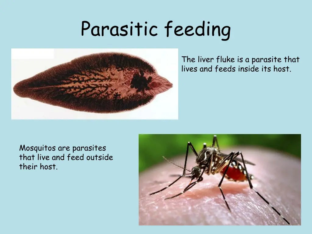 parasitic feeding