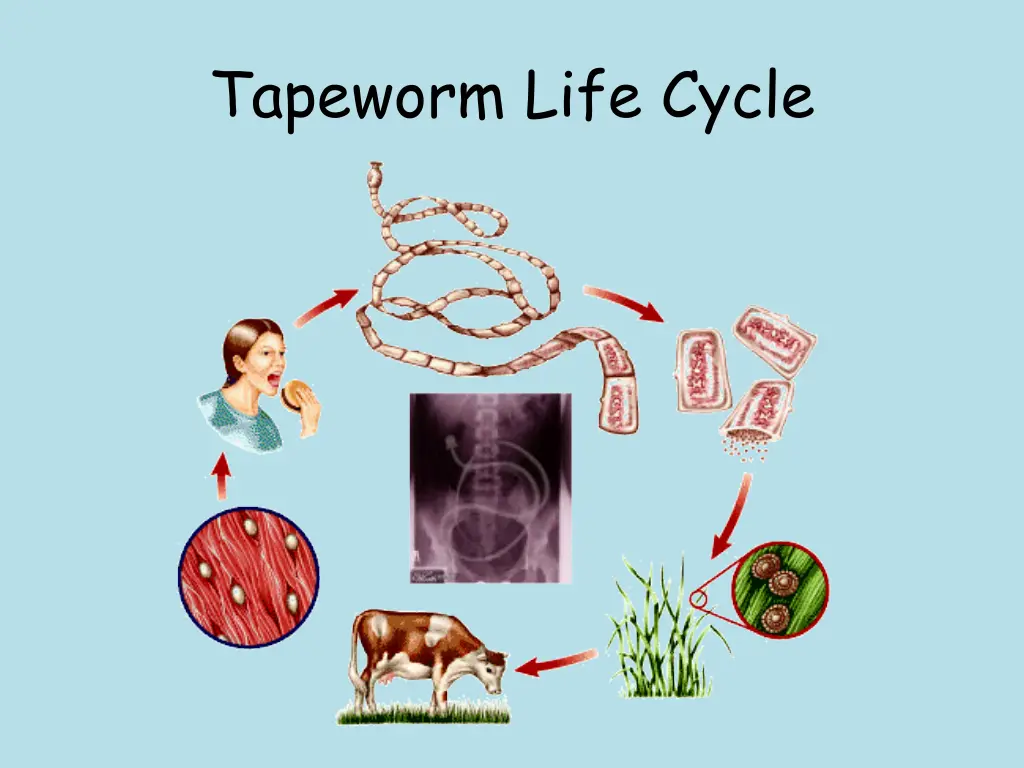 tapeworm life cycle