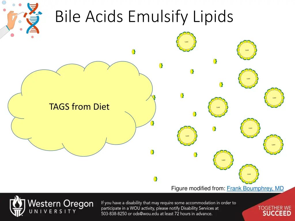 bile acids emulsify lipids