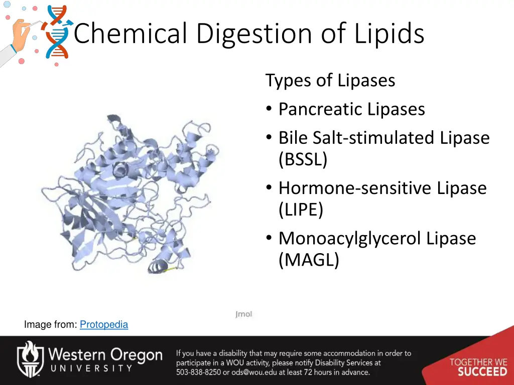 chemical digestion of lipids
