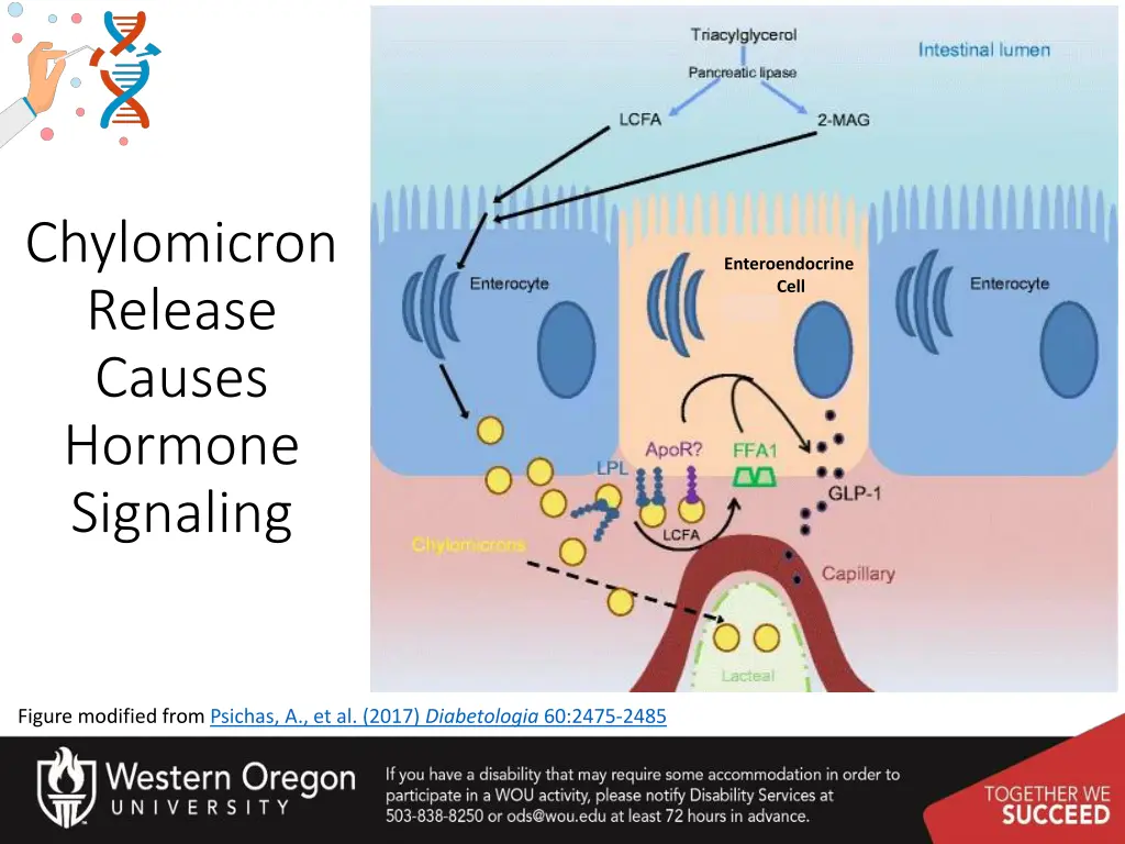chylomicron release causes hormone signaling