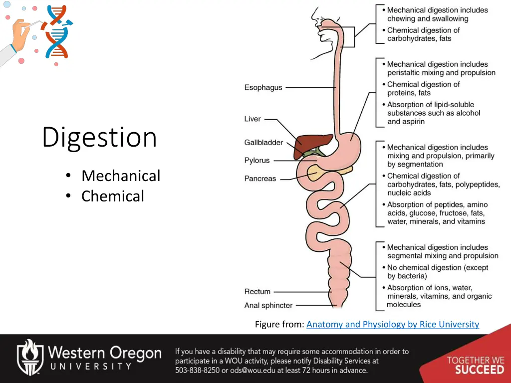 digestion