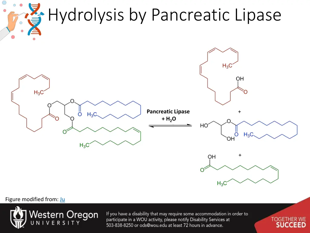 hydrolysis by pancreatic lipase