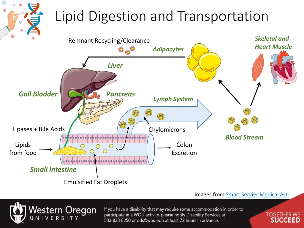 lipid digestion and transportation 1