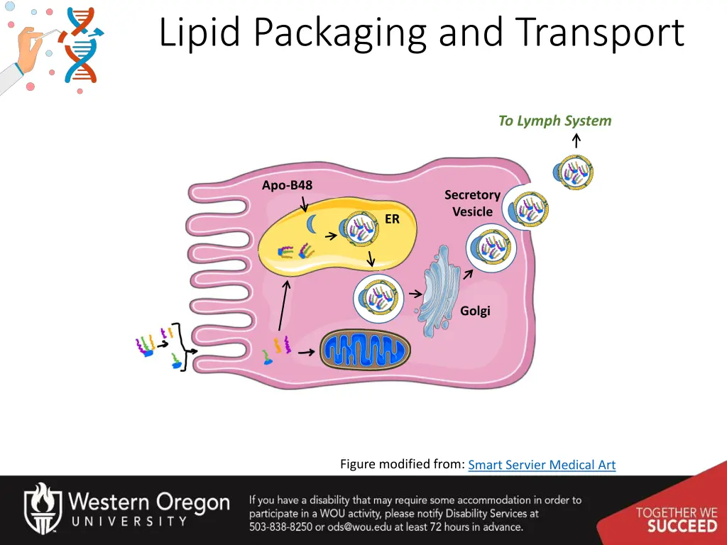 lipid packaging and transport