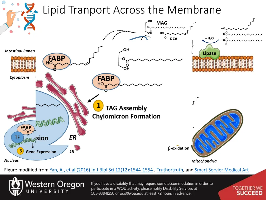 lipid tranport across the membrane 1