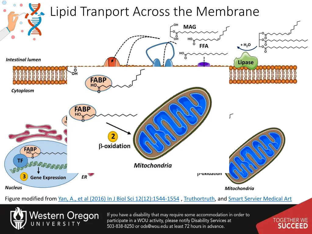 lipid tranport across the membrane 2