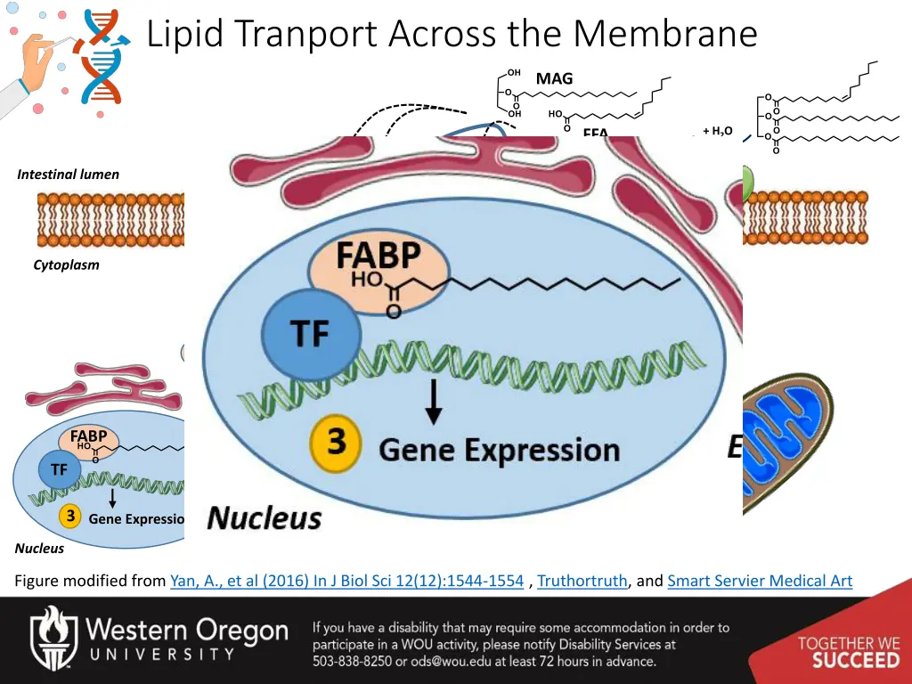 lipid tranport across the membrane 3