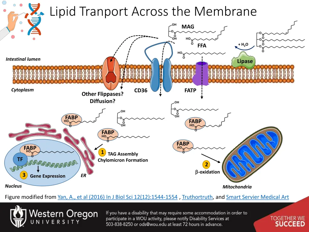 lipid tranport across the membrane