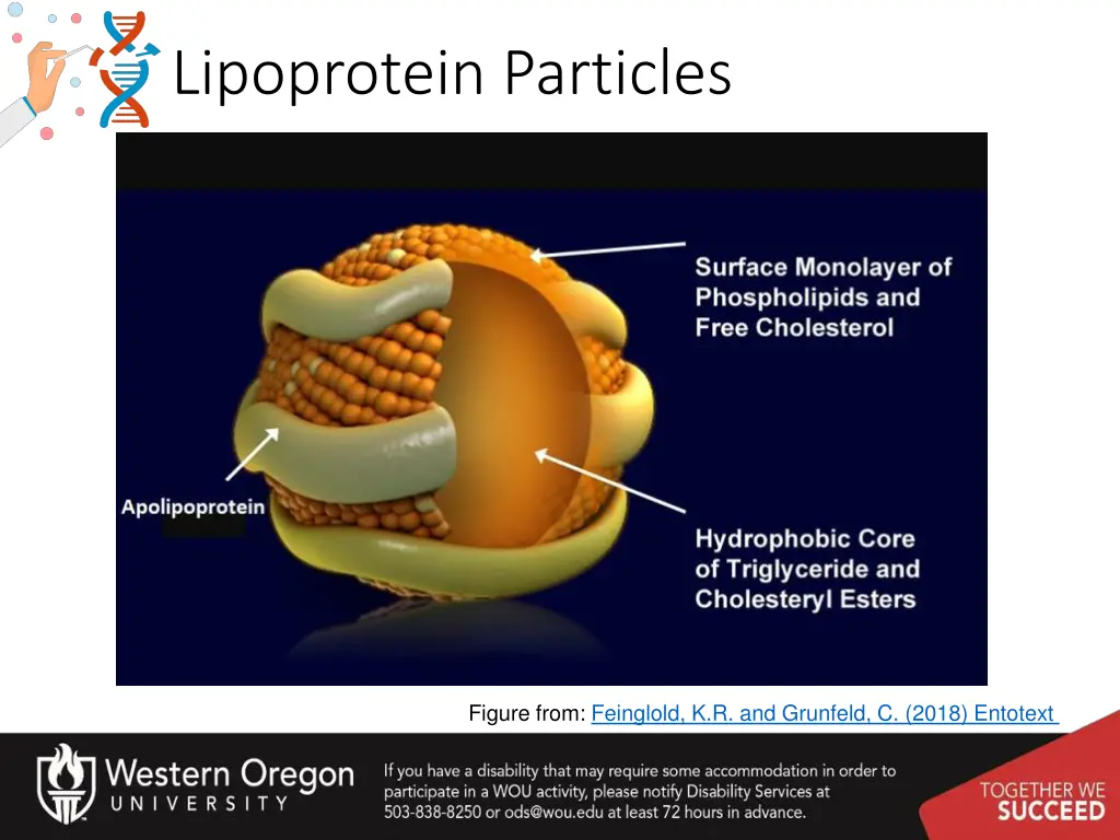 lipoprotein particles