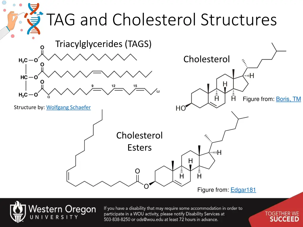 tag and cholesterol structures