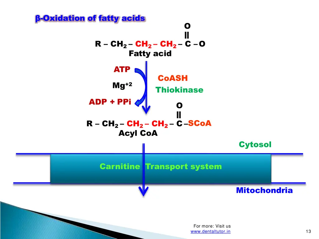 oxidation of fatty acids