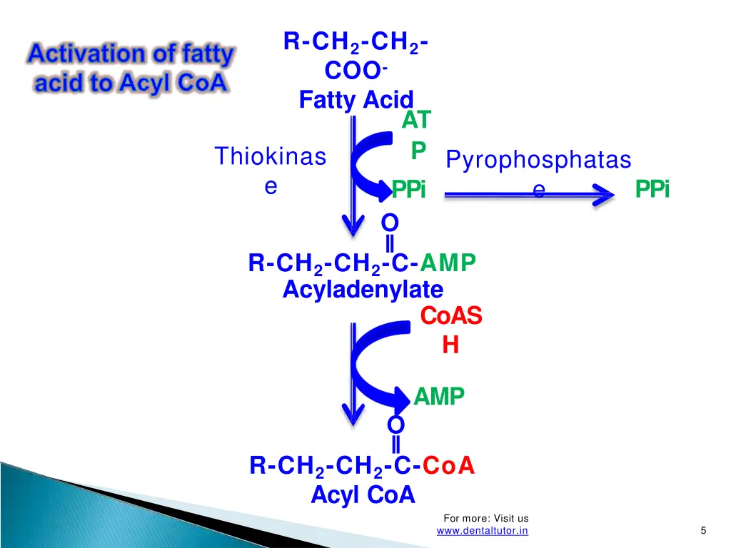 r ch 2 ch 2 coo fatty acid
