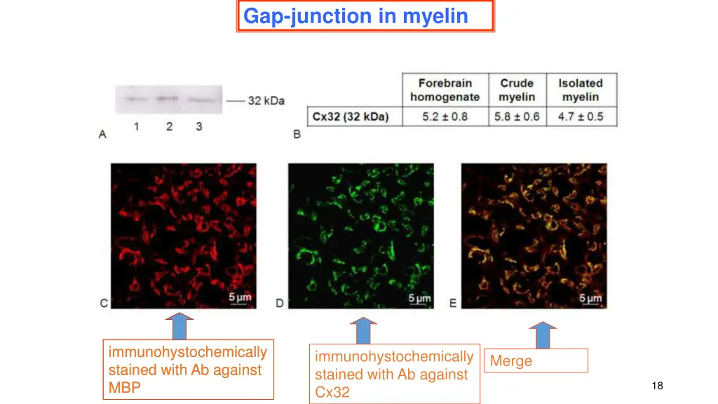 gap junction in myelin