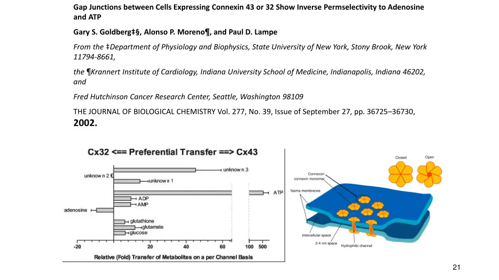 gap junctions between cells expressing connexin