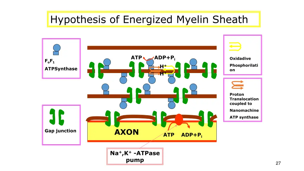 hypothesis of energized myelin sheath