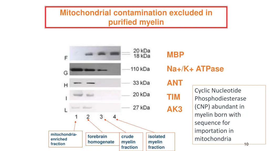 mitochondrial contamination excluded in purified