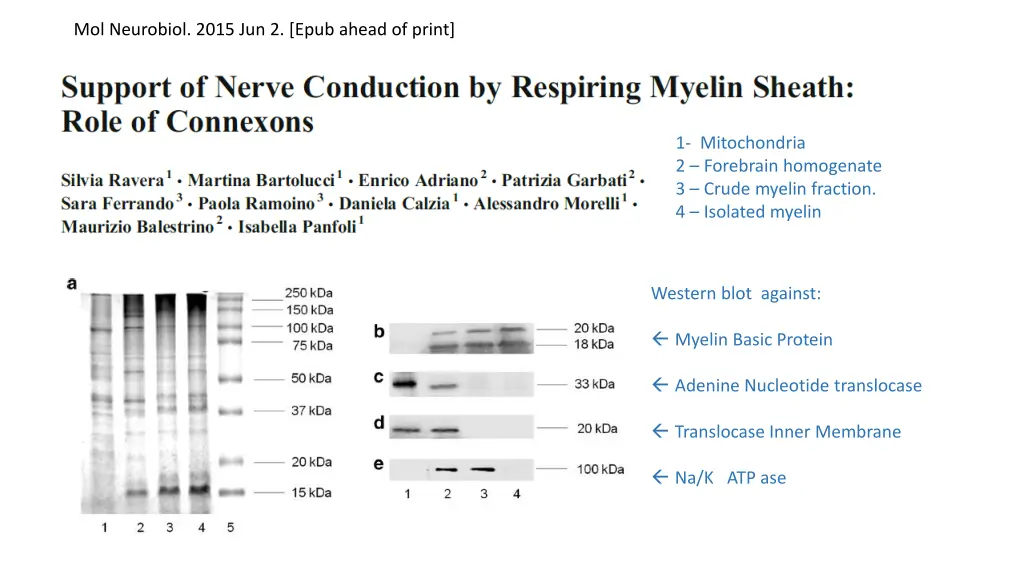 mol neurobiol 2015 jun 2 epub ahead of print