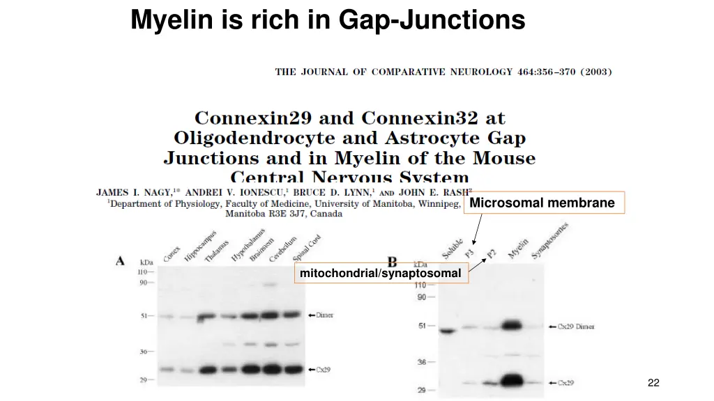 myelin is rich in gap junctions