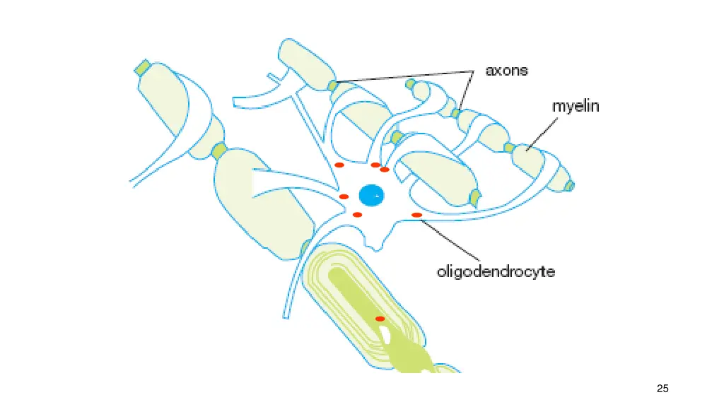 slide25