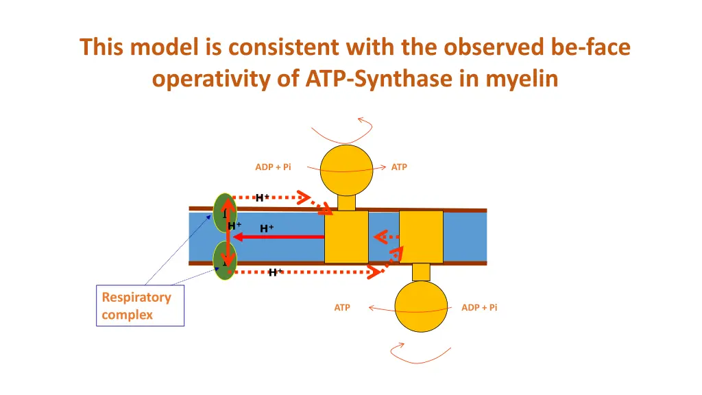 this model is consistent with the observed