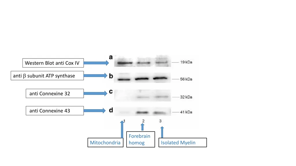 western blot anti cox iv