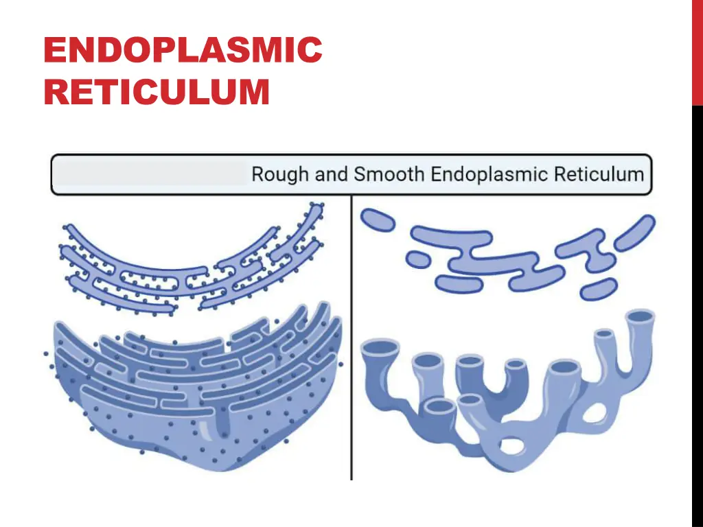 endoplasmic reticulum