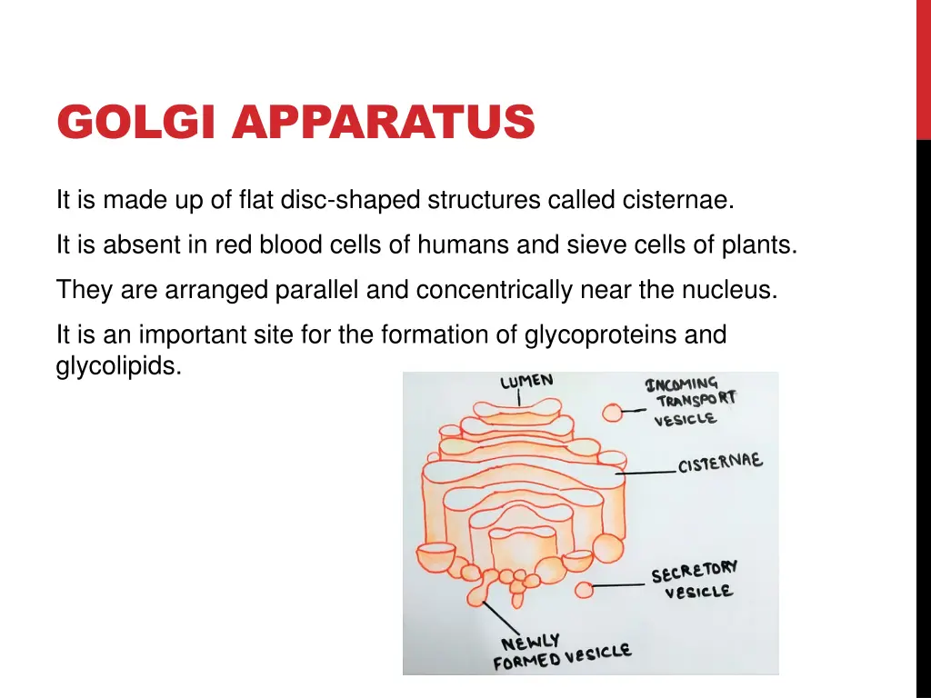 golgi apparatus