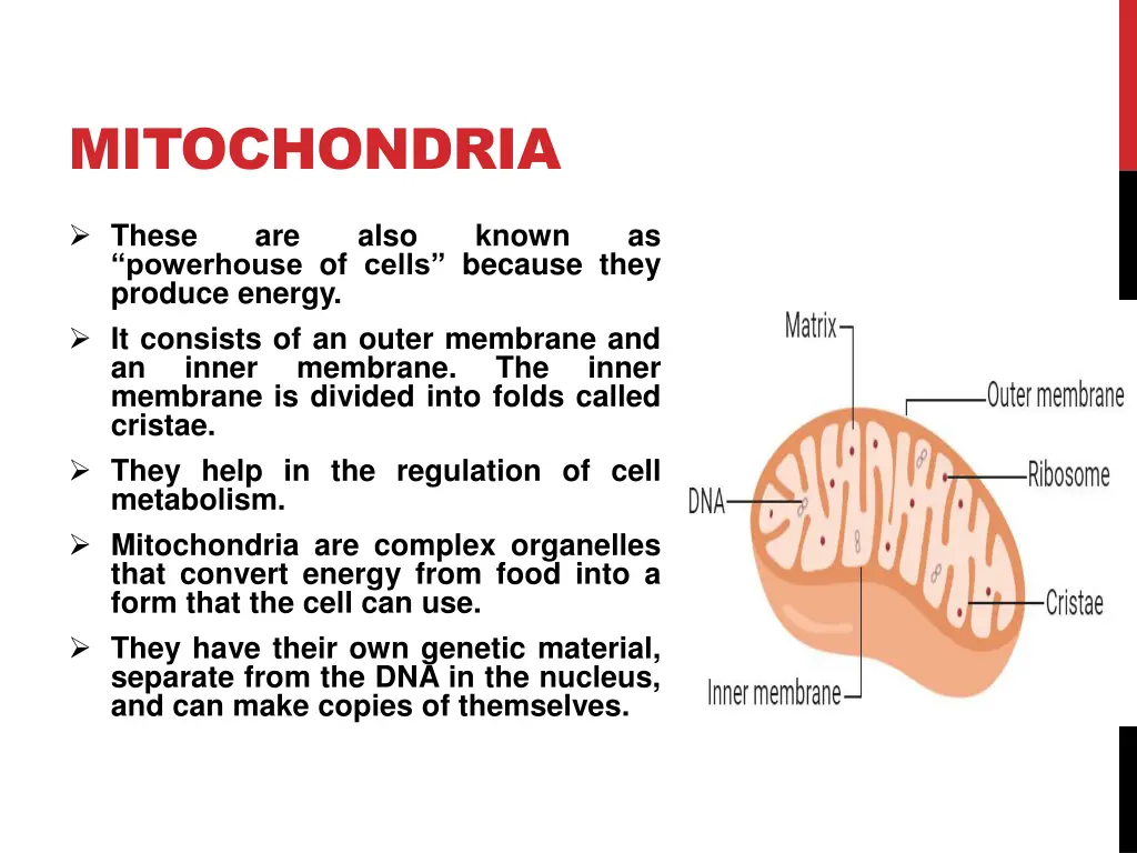 mitochondria