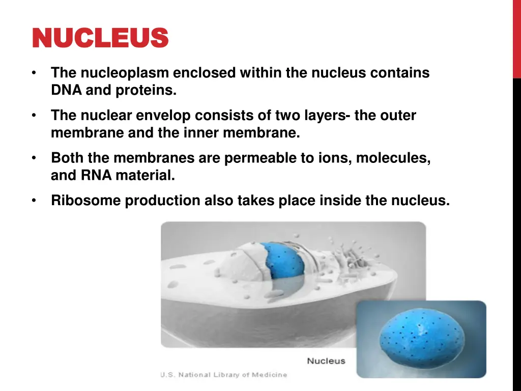 nucleus nucleus