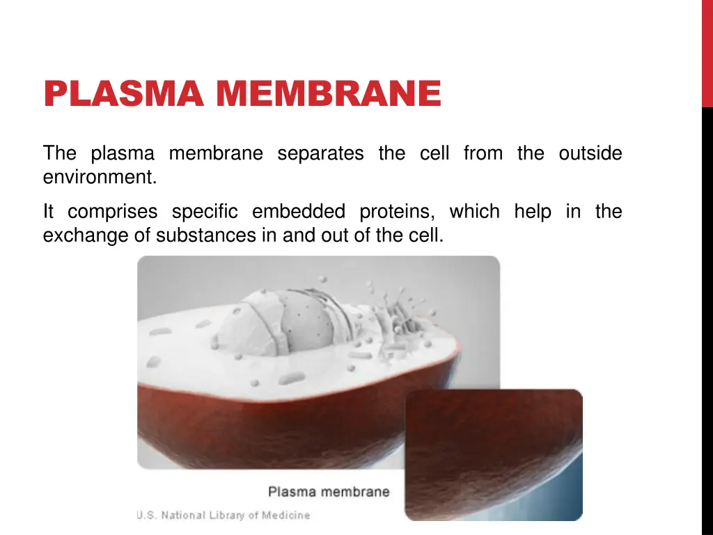 plasma membrane