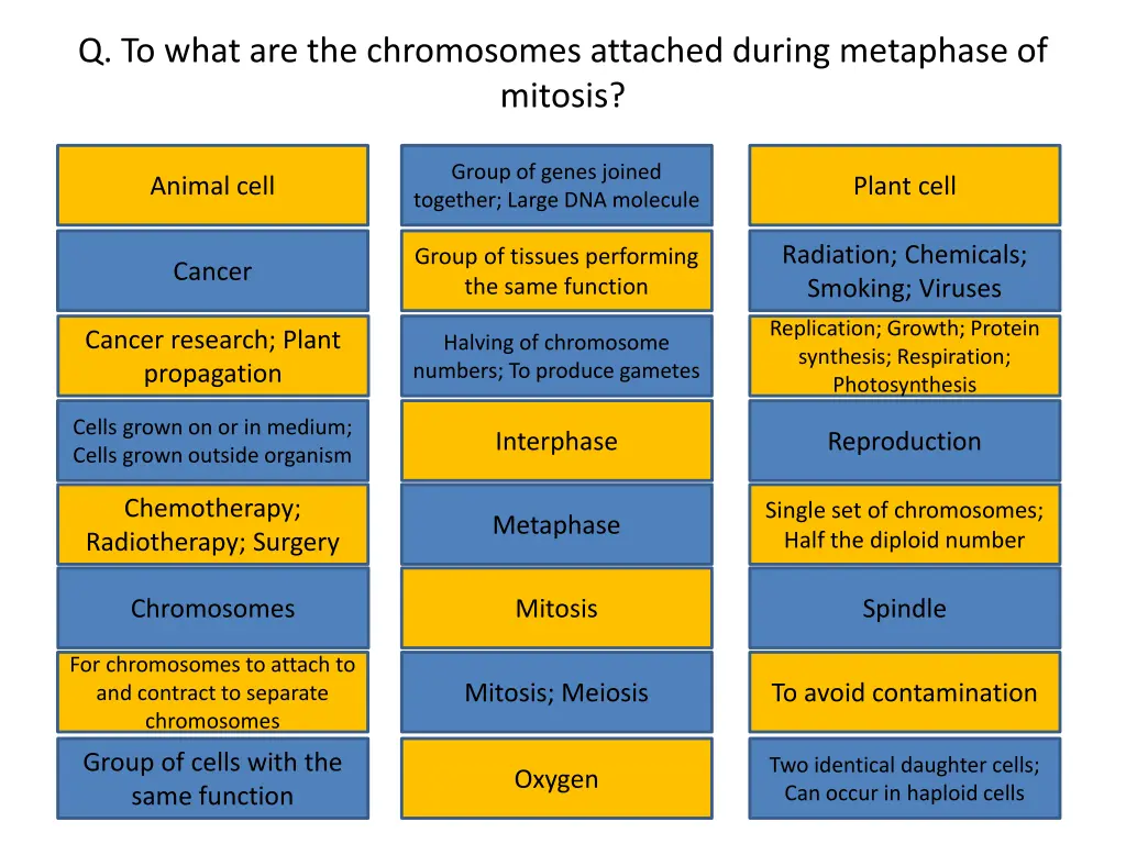 q to what are the chromosomes attached during