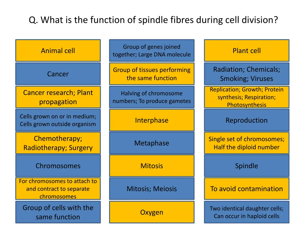q what is the function of spindle fibres during
