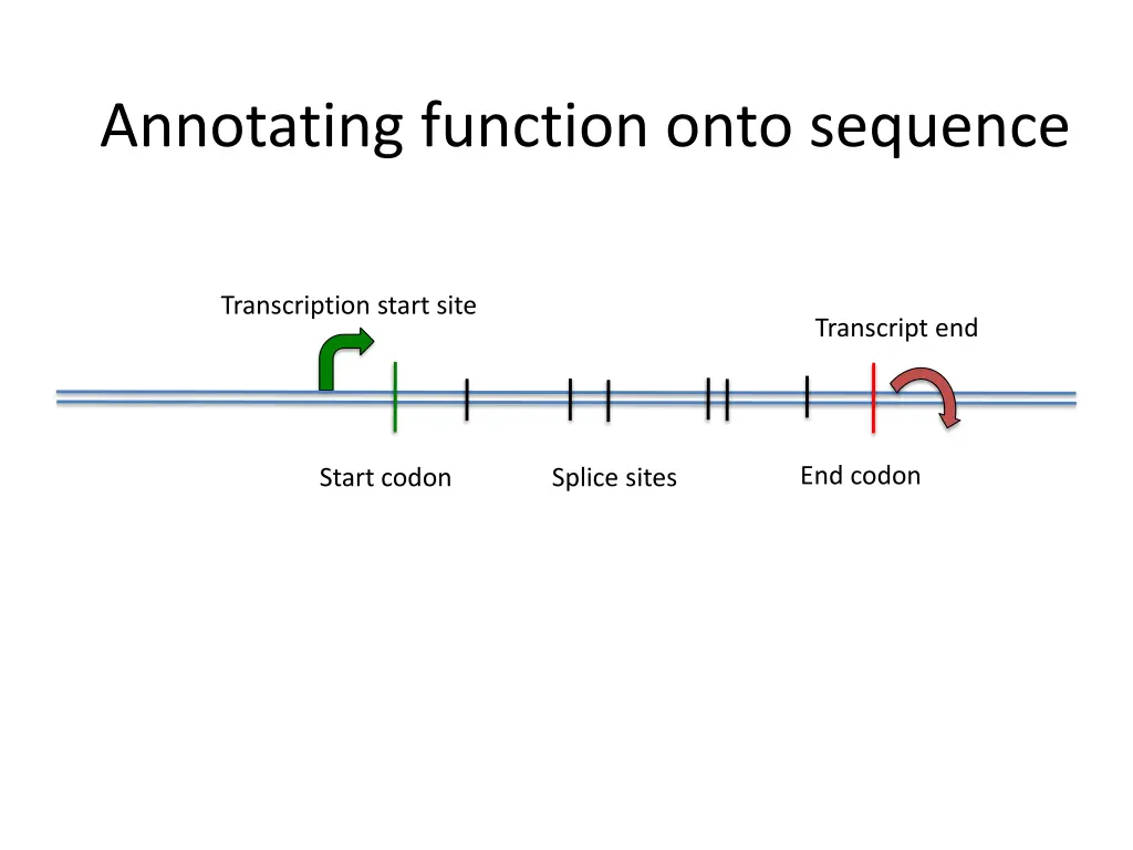 annotating function onto sequence 4