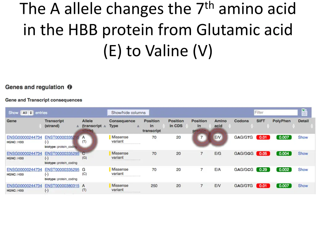 the a allele changes the 7 th amino acid