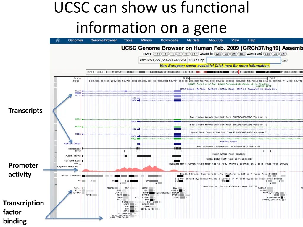 ucsc can show us functional information on a gene