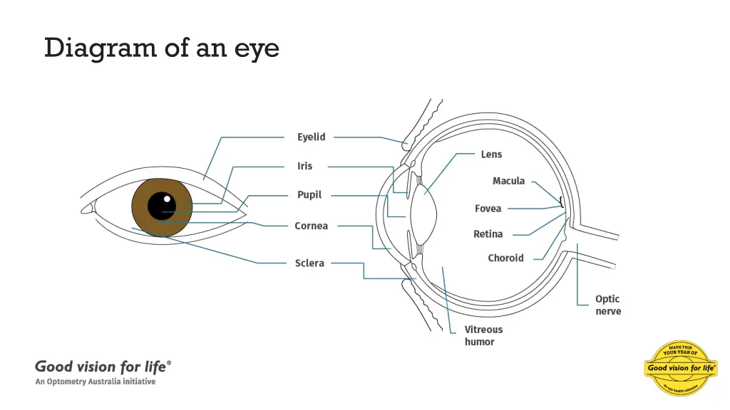diagram of an eye