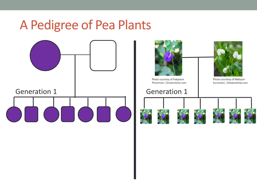 a pedigree of pea plants 1