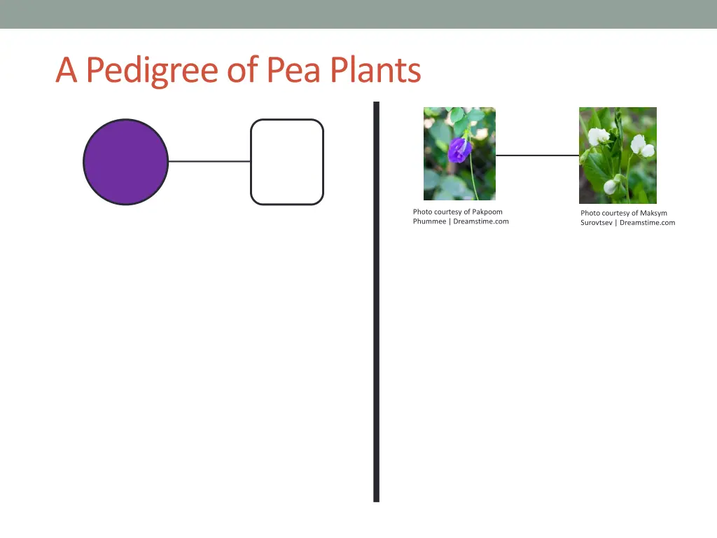 a pedigree of pea plants