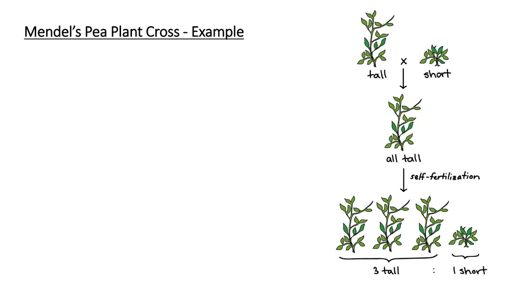 mendel s pea plant cross mendel s pea plant cross 1